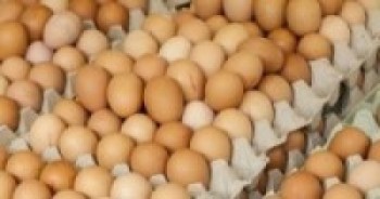 अण्डा उत्पादनमा ४० प्रतिशत गिरावट