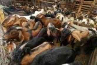 मूल्यअनुसार धेरै सस्तो भएपछि एकै दिन बिके ५४० खसीबोका
