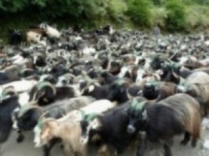 बागलुङमा मुस्ताङी च्याङ्ग्राको आयातमा कमी