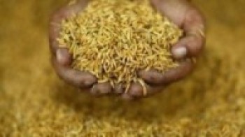 किसानलाई ५० प्रतिशत अनुदानमा धानको बिउ   