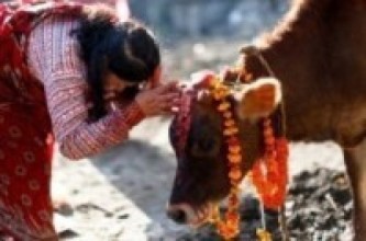 गरियो गाई, गोरु र हलि पूजा !