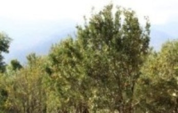 किसान सुन्तला बगैँचा व्यवस्थापनमा व्यस्त
