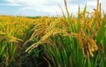 बेमौसमी वर्षाले धान उत्पादन घट्ने चिन्ता   