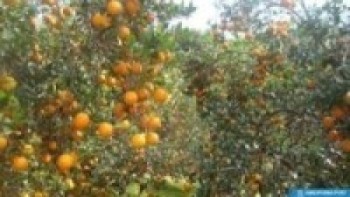 सुन्तला खेती गर्ने काभ्रेका किसानलाई उत्पादकत्व वृद्धि तालिम