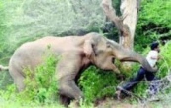 हात्तीको आक्रमणबाट मृत्यु    