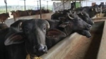 पन्ध्र मुर्रा राँगाबाट एक लाख भैँसीमा नश्ल सुधार गरिने 