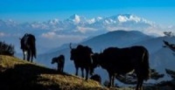 चरन क्षेत्र नहुँदा समस्या