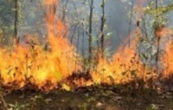 डढेलोबाट नौ हजार छ सय हेक्टर वनमा क्षति
