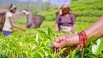 चिया निर्यातमा भारतीय अवरोध हट्यो