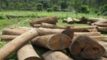अवैध सालको काठ ओसारेका आरोपमा पक्राउ   