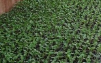 जुम्लामा श्रमदानबाट स्याउका बिरुवा उत्पादन