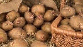 आलु भण्डारण क्षमता थोरै हुँदा किसानलाई मर्का