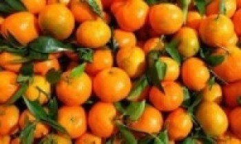 भिरमा लटरम्म सुन्तला फलाउँदै देवघाटका किसान