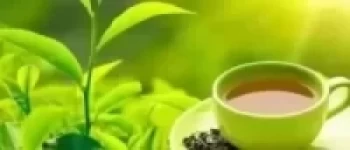 बुटवलमा चियाको राष्ट्रिय प्रदर्शनी   