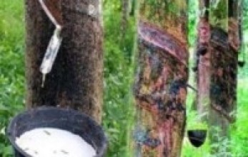 ‘रबर खेतीका पिता’ झापामा सम्मानित   
