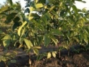 टर्कीबाट ल्याइएका ओखरको बिरुवा अनुदानमा कृषकलाई वितरण   