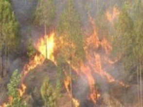 आलेख : डढेलोले वन सखाप, स्वास्थ्यमा खराब