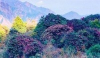 गुराँसको जङ्गलभित्र घोडा र साइकल मार्ग   