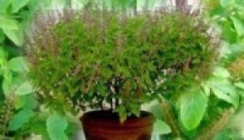 आज हरि बोधिनी एकादशी : घरमा रोपिएको तुलसीलाई दामोदरसँग विवाह गरिँदै