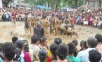 ‘दधिकादो पर्व’मा रमाए पूर्वका आदिवासी युवा   