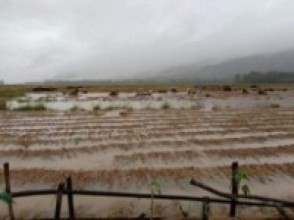 वर्षात्ले डुबायो धान   
