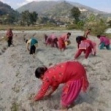 कोइरालटारमा सामूहिक आलुखेती   