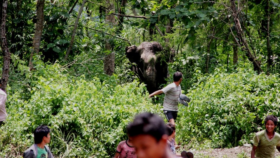 हुल बाँधेर आउन थाले बाहुनडाँगीमा हात्ती