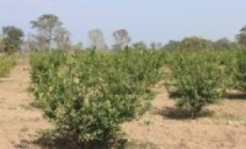 हात्ती रोक्न बाहुनडाँगीमा व्यावसायिक कागतीखेती