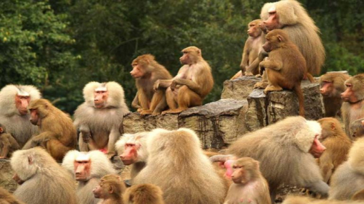 बाँदर आतङ्क न्यूनीकरण गर्न ‘बाँदर बगैँचा’ निर्माण गरिँदै