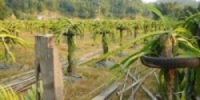 ड्रागन खेतीमा रमाउँदै वडा सदस्य  लिम्बू