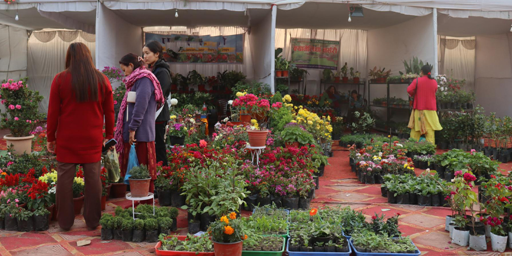 सौखका लागि रोपेको फूल बन्यो आम्दानीको स्रोत