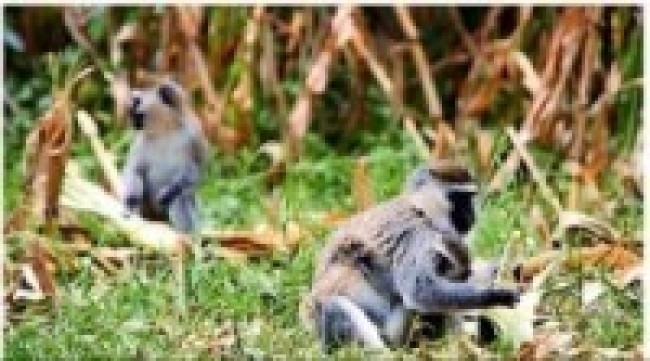 बाँदरको उपद्रो बढेपछि किसान चिन्तित