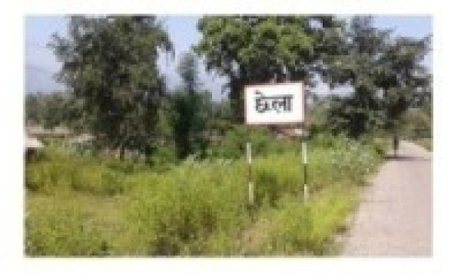 दैजी छेला औद्योगिक क्षेत्र : प्रस्ताव भएको २८ वर्षपछि रुखको लगत सङ्कलन