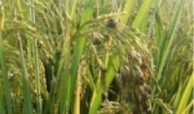 चियाको उर्वरभूमिका किसान धानखेतीमा आकर्षित