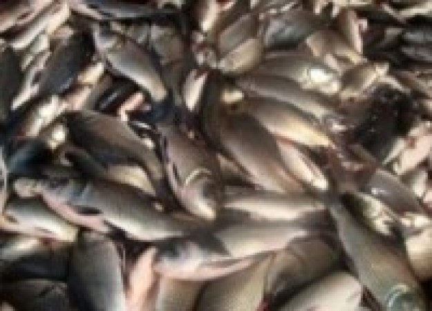 माछाका भुरा उत्पादनमा समस्या