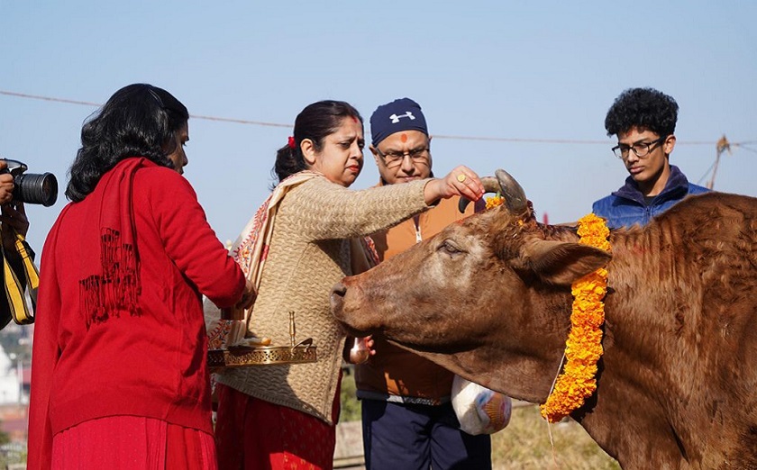 तिहारको पाँचौ दिन गाई पूजा गरिँदै