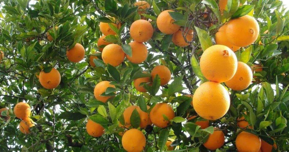 बोटबाटै सुन्तला झर्न थालेपछि किसान चिन्तित