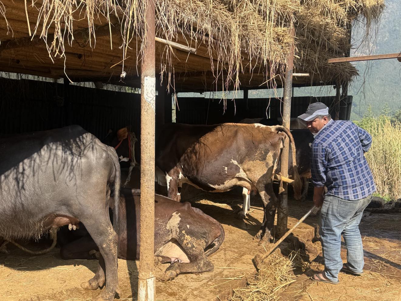 दूध बेचेर वार्षिक २० लाख कमाइ