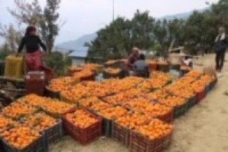सुन्तला बेचेर करोडौँ आम्दानी