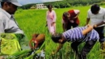 धानमा फड्के किराको प्रकोपले किसान चिन्तित