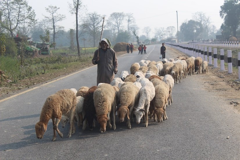 भेडाबाख्रा ओसारपसार गर्दा निरोगी प्रमाणित गर्नुपर्ने