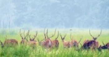 शुक्लाफाँटा राष्ट्रिय निकुञ्जमा ताल पुरिँदै  