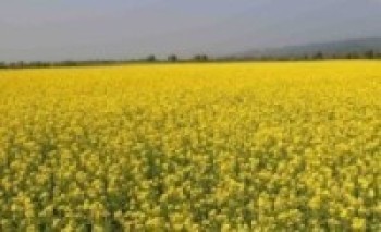 एउटै पालिकामा २५ सय बिघामा तोरी खेती