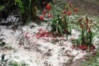 असिनाले खेतीबाली नष्ट    