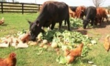 गोकर्णेश्वर र कागेश्वरी मनोहरा नगरपालिकालाई असहाय गाईबाच्छा मुक्त गरिने   