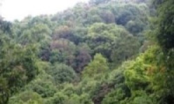 दाङका सामुदायिक वन डढेलोको उच्च जोखिममा