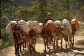 उत्तरी गोरखाको सिर्दीबासमा खच्चडबाट चामल ढुवानी