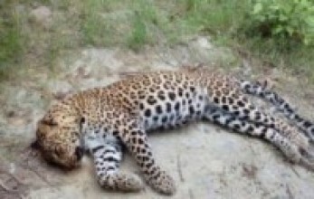  मोटरसाइकलको ठक्करबाट चितुवाको मृत्यु    