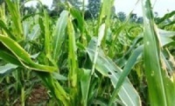 फौजी किराले मकैको बिरुवा नष्ट गरेपछि कृषक मर्कामा    