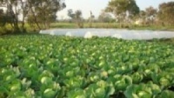 एउटै गाउँबाट झण्डै पाँच करोडको बीउ, तरकारी र दूध निर्यात